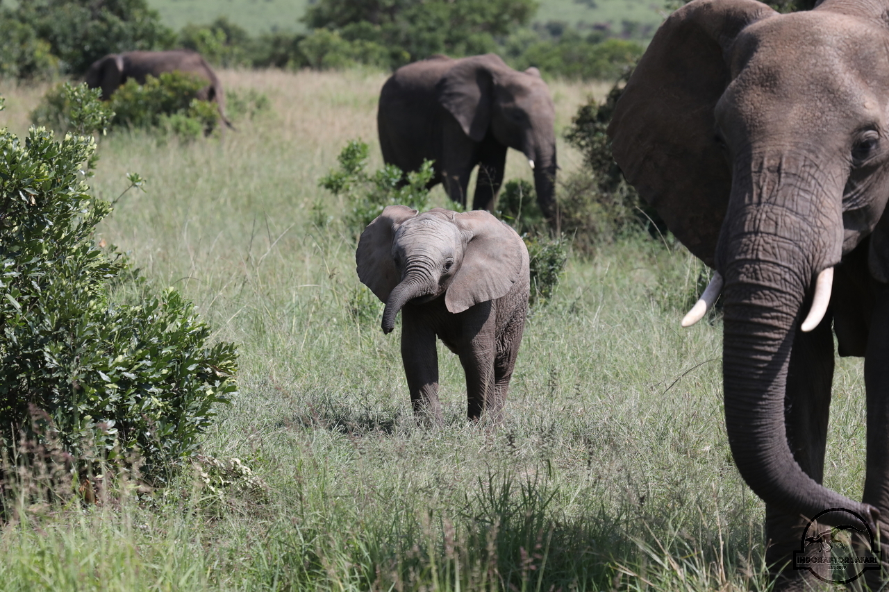 [578] 2019_07_02_15_00_36_Africa_Canon_EOS_5D_Mark_IV_IMG_0011970_00214.jpg