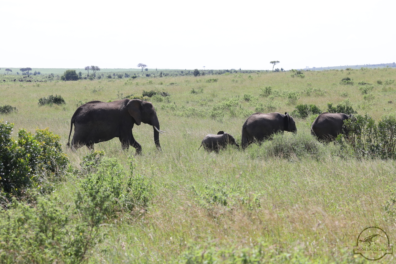 [579] 2019_07_02_15_21_45_Africa_Canon_EOS_5D_Mark_IV_IMG_0012264_00021.jpg