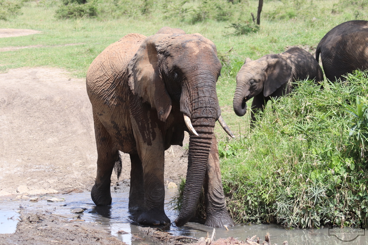 [581] 2019_07_03_12_29_48_Africa_Canon_EOS_77D_IMG_3574_00029.jpg