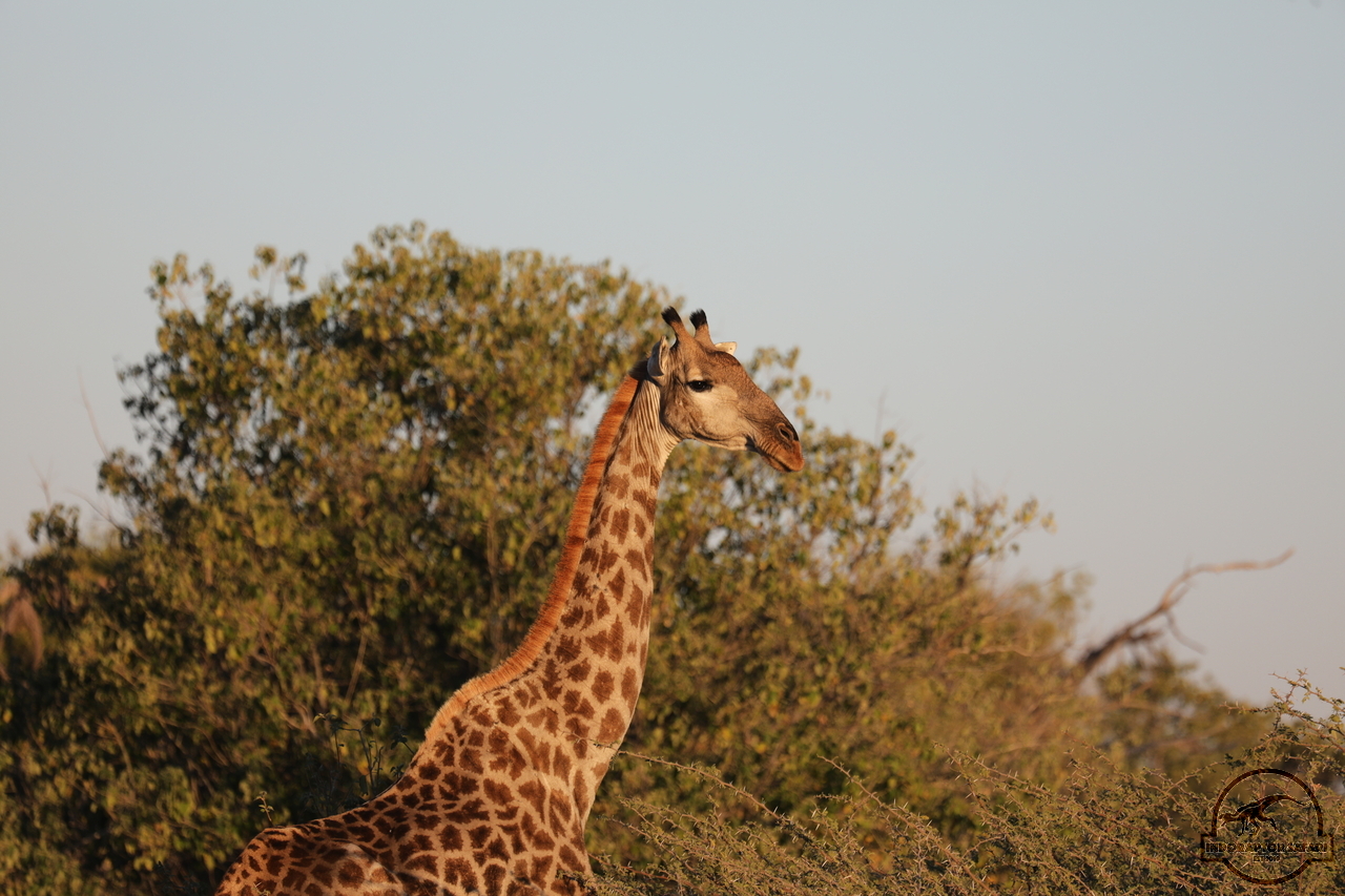 [584] 2019_06_20_12_26_46_Africa_Canon_EOS_5D_Mark_IV_IMG_0000662_00224.jpg
