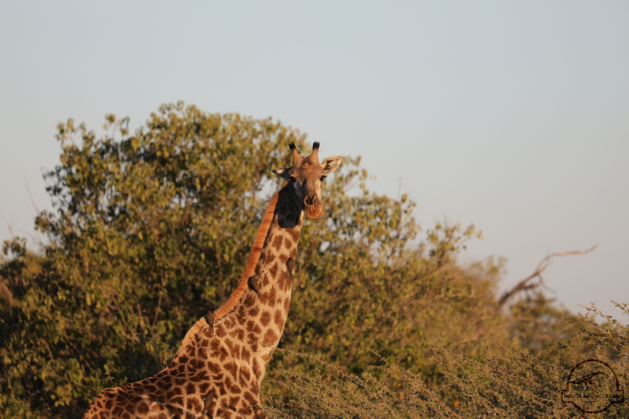 [585] 2019_06_20_12_27_05_Africa_Canon_EOS_5D_Mark_IV_IMG_0000667_00002.jpg