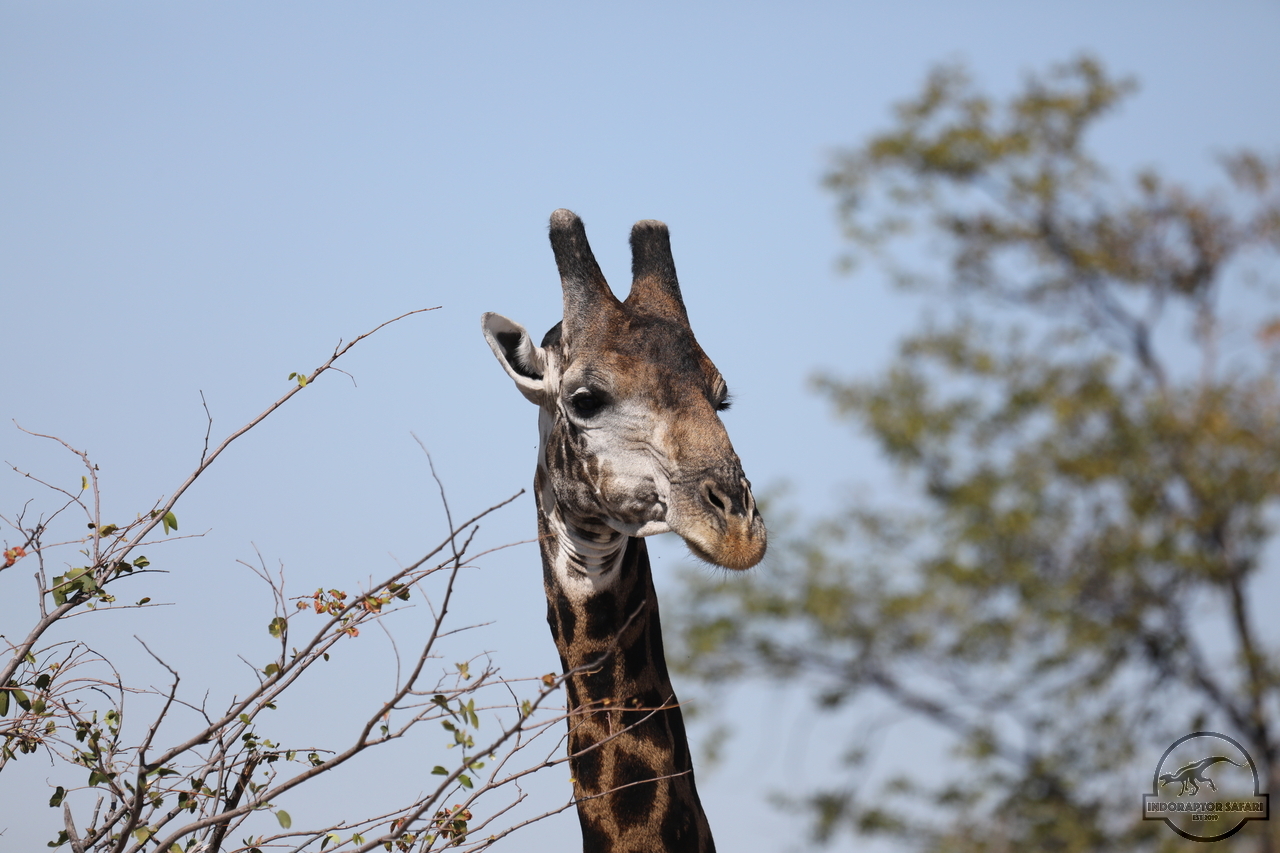 [588] 2019_06_20_17_29_57_Africa_Canon_EOS_5D_Mark_IV_IMG_0002309_00226.jpg