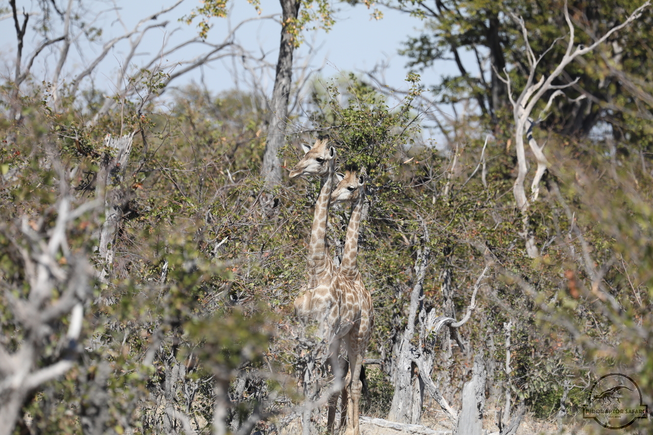[590] 2019_06_20_17_30_28_Africa_Canon_EOS_5D_Mark_IV_IMG_0002327_00227.jpg
