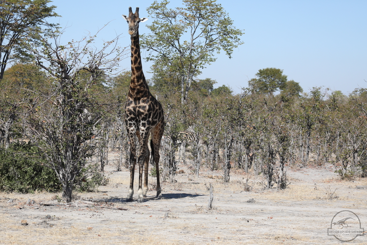 [591] 2019_06_20_17_30_45_Africa_Canon_EOS_5D_Mark_IV_IMG_0002332_00005.jpg