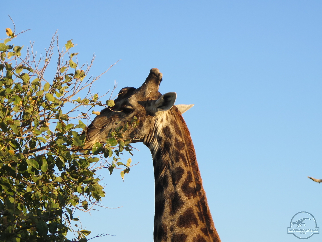 [593] 2019_06_21_01_41_39_Africa_Canon_PowerShot_G16_IMG_0004_00008.jpg