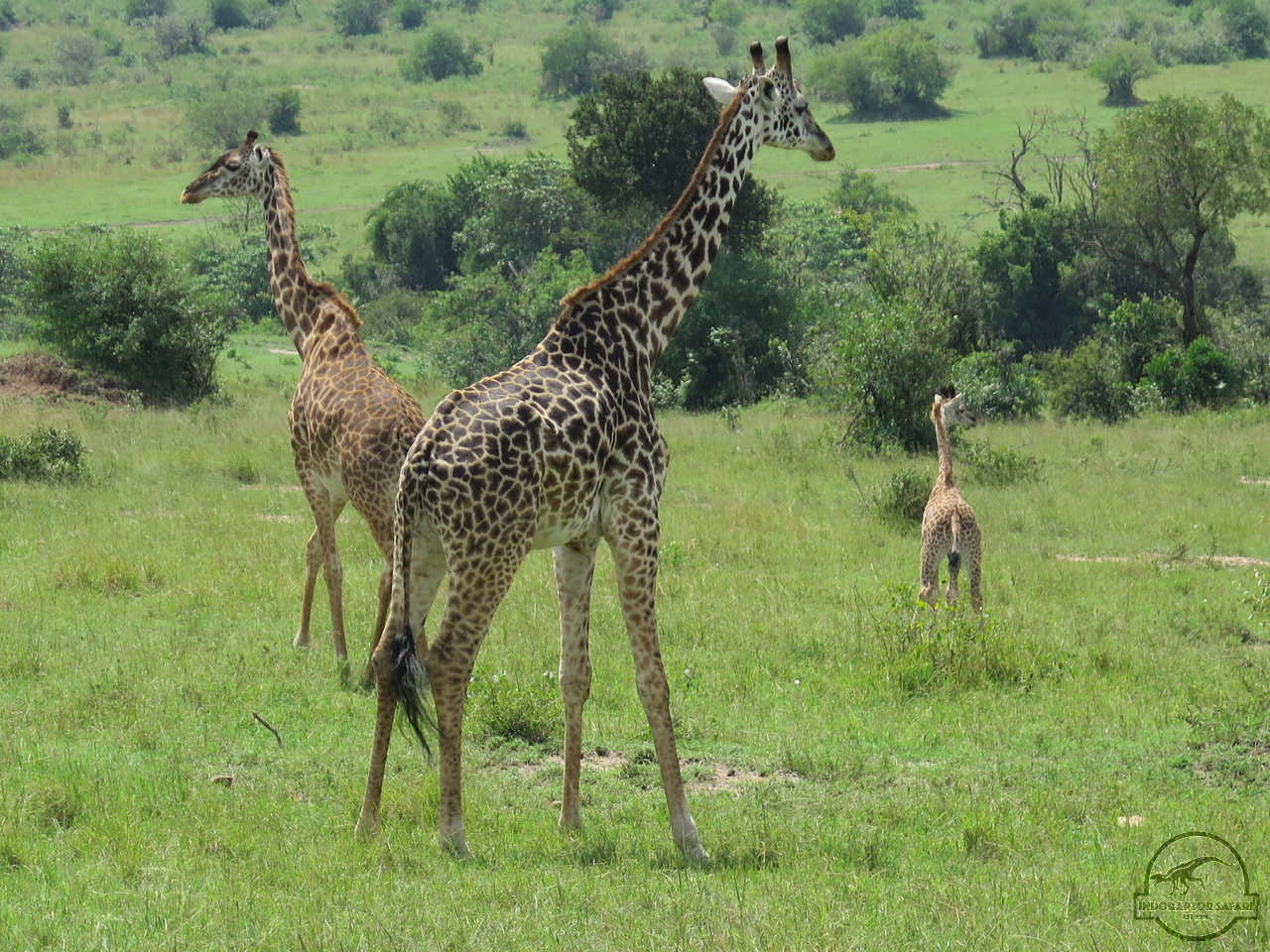 [598] 2019_06_29_05_25_13_Africa_Canon_PowerShot_G16_IMG_0141_00234.jpg