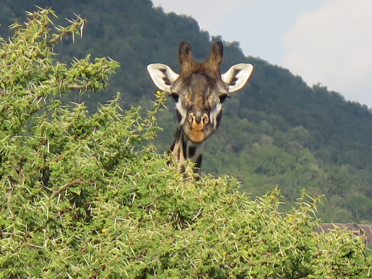 [606] 2019_06_29_10_11_58_Africa_Canon_PowerShot_G16_IMG_0231_00238.jpg