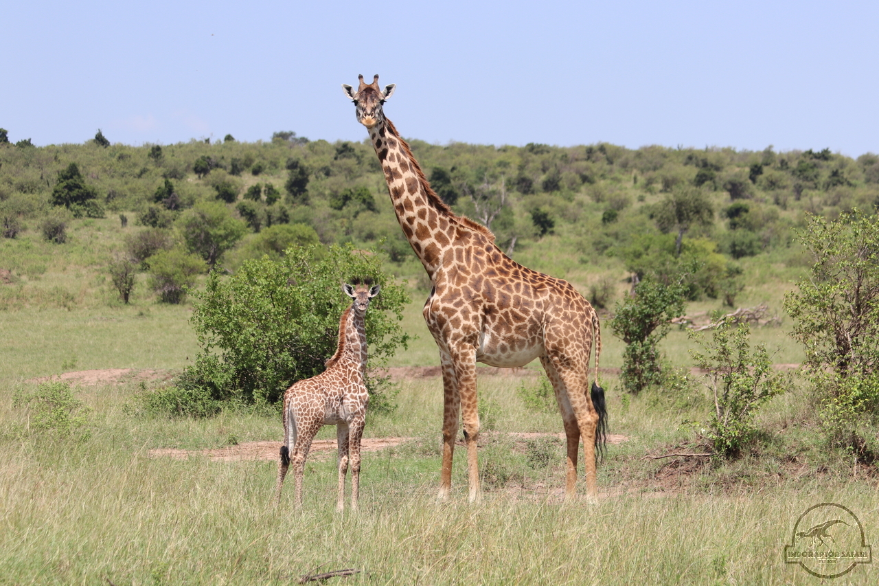 [607] 2019_06_29_11_09_47_Africa_Canon_EOS_77D_IMG_1793_00016.jpg