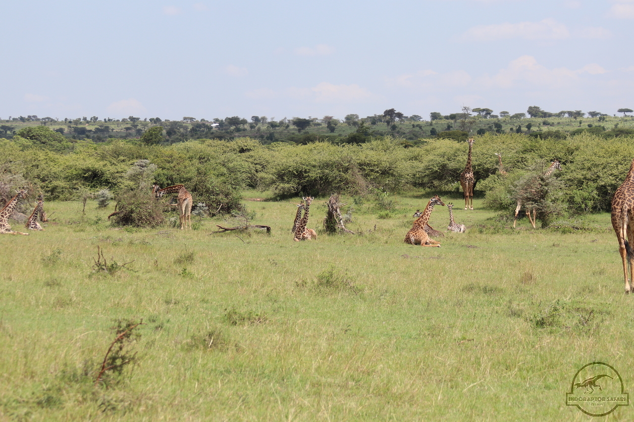[609] 2019_06_29_12_07_58_Africa_Canon_EOS_77D_IMG_1852_00017.jpg