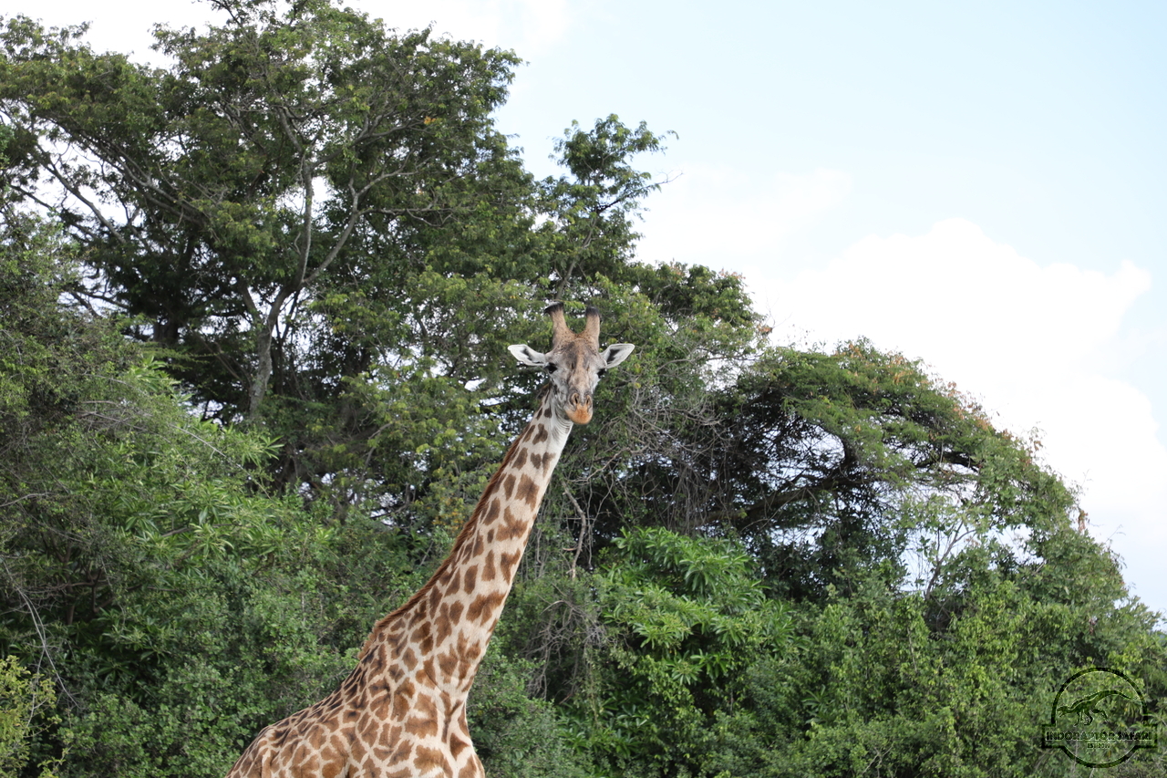 [611] 2019_06_29_20_49_26_Africa_Canon_EOS_5D_Mark_IV_IMG_0005130_00006.jpg