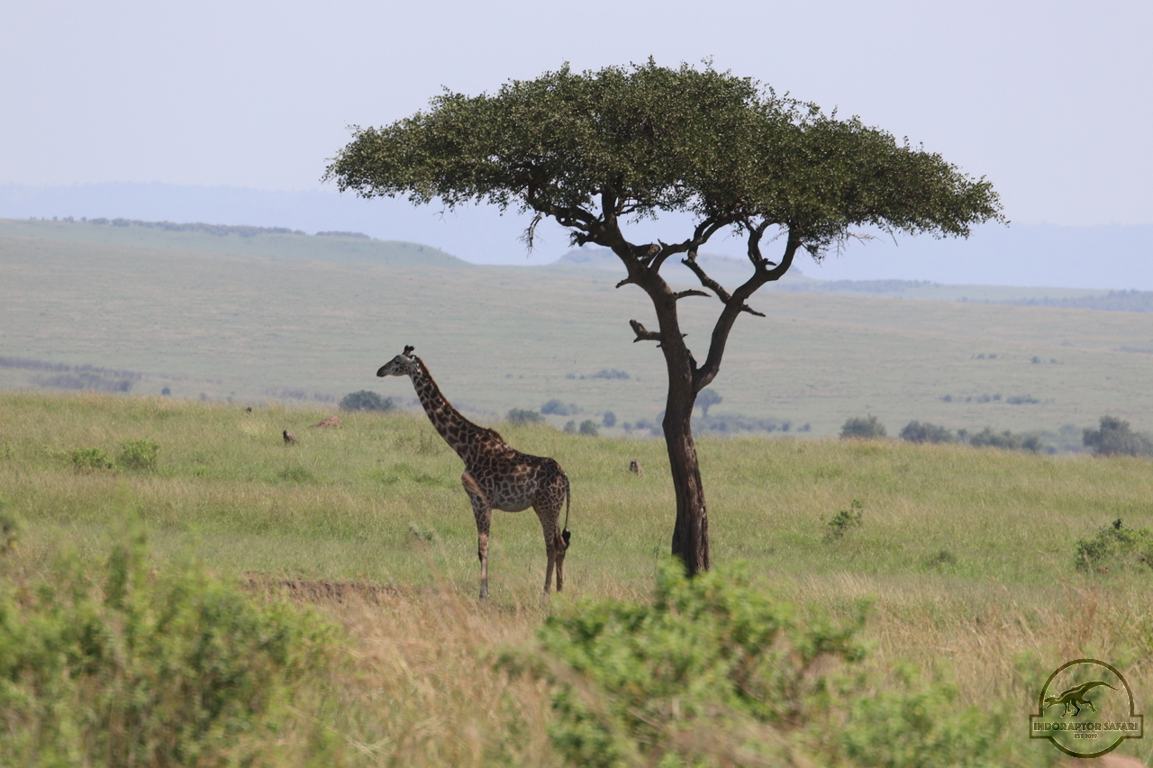 [614] 2019_07_01_10_33_52_Africa_Canon_EOS_77D_IMG_2603_00241.jpg