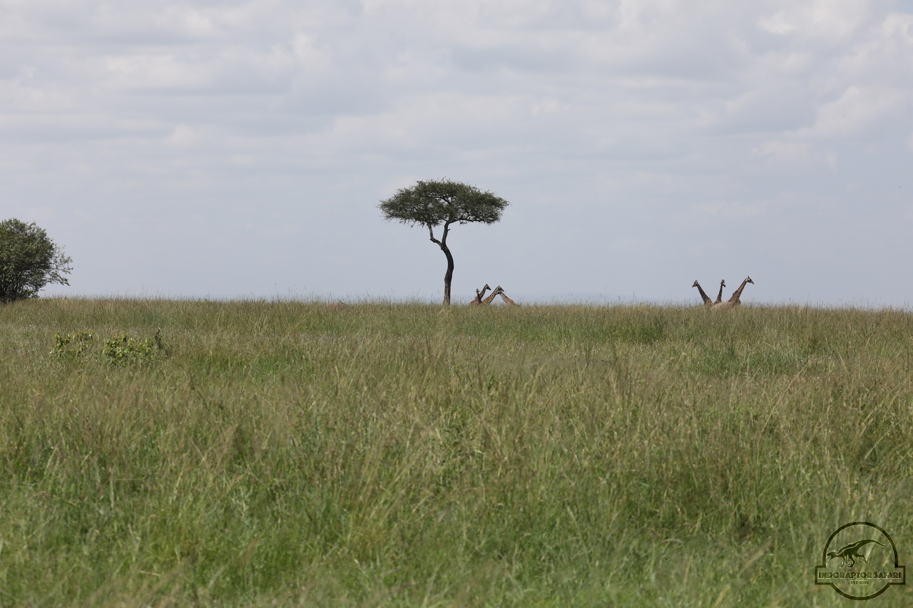 [616] 2019_07_01_17_08_58_Africa_Canon_EOS_5D_Mark_IV_IMG_0011509_00230.jpg