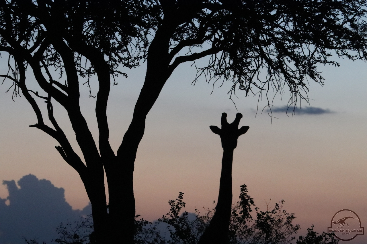 [618] 2019_07_03_18_02_10_Africa_Canon_EOS_77D_IMG_3932_00242.jpg