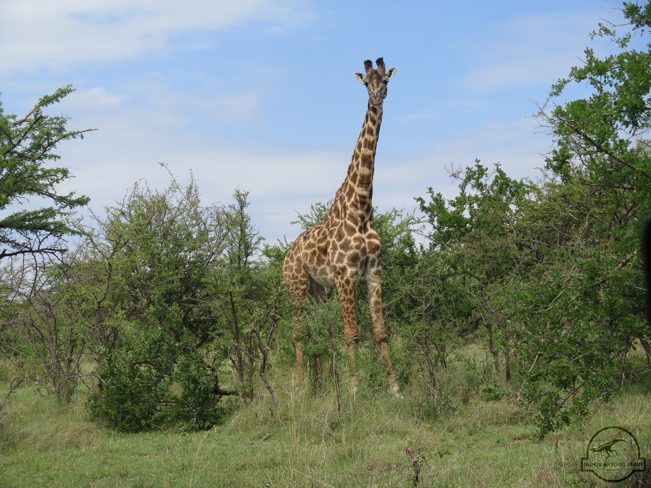 [619] 2019_07_04_04_21_48_Africa_Canon_PowerShot_G16_IMG_0103_00009.jpg