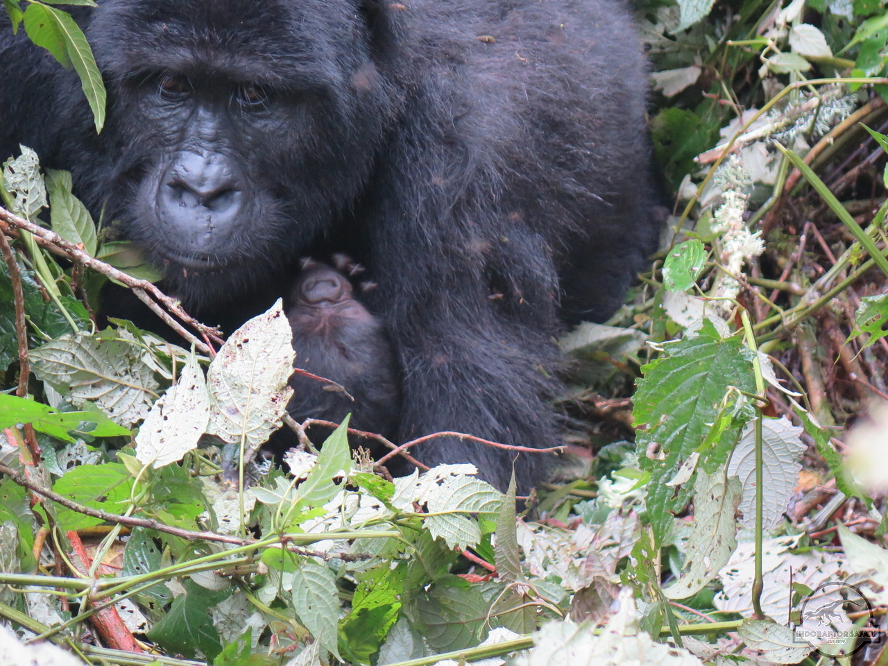 [628] 2019_06_26_03_45_39_Africa_Canon_PowerShot_G16_IMG_0056_00256.jpg