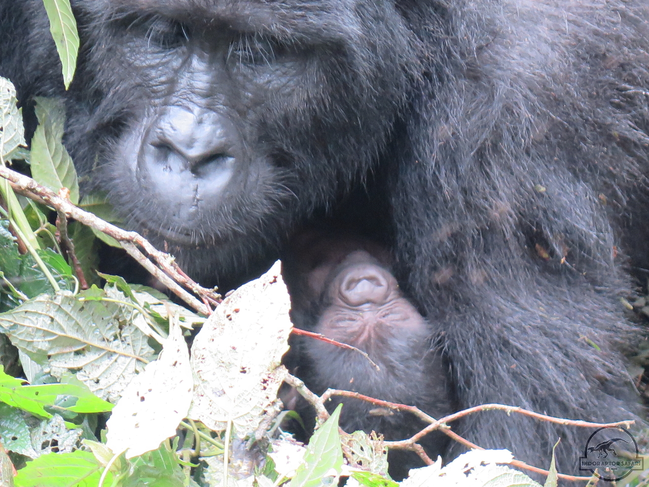 [630] 2019_06_26_03_45_50_Africa_Canon_PowerShot_G16_IMG_0058_00257.jpg