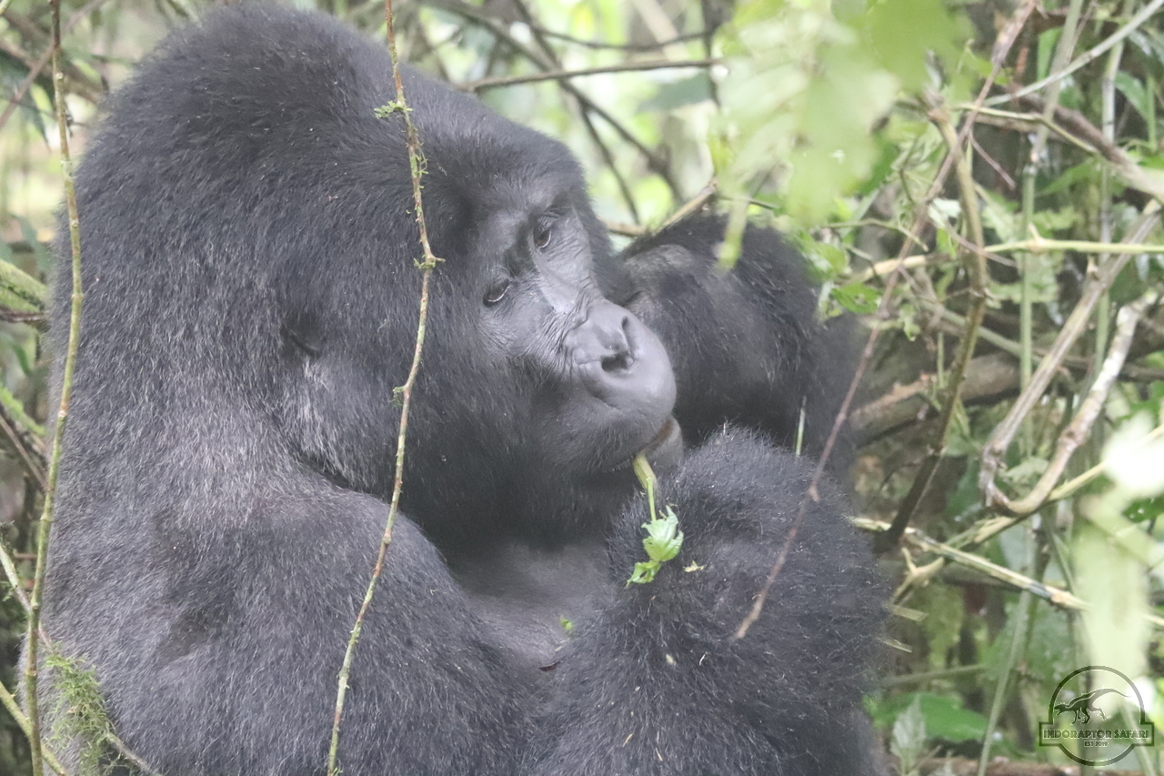 [635] 2019_06_26_08_53_01_Africa_Canon_EOS_77D_IMG_1257_00017.jpg