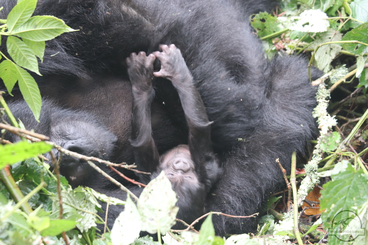 [640] 2019_06_26_09_50_45_Africa_Canon_EOS_77D_IMG_1425_00262.jpg