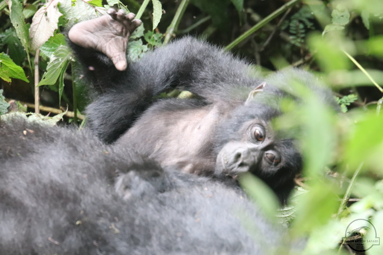 [642] 2019_06_26_10_31_35_Africa_Canon_EOS_77D_IMG_1486_00263.jpg