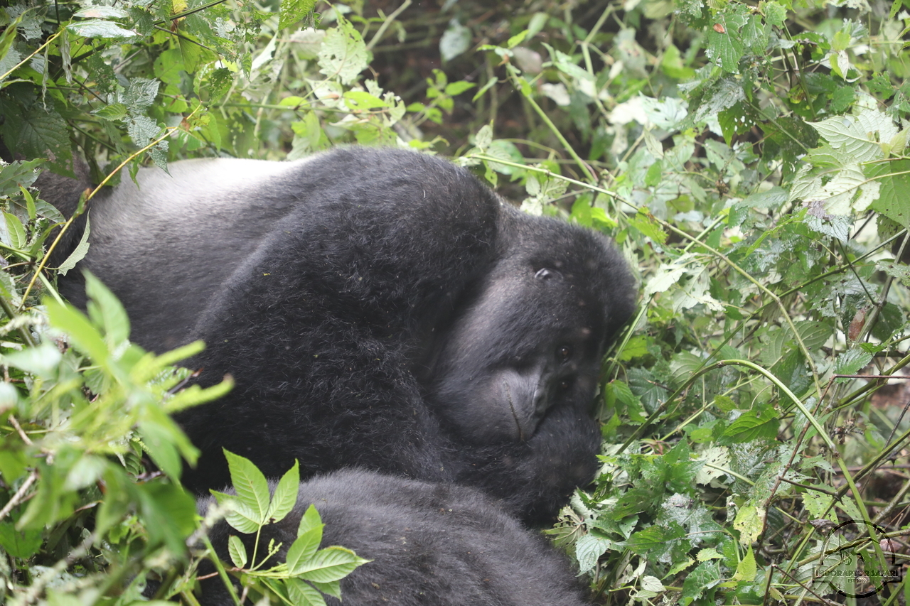 [648] 2019_06_26_14_21_55_Africa_Canon_EOS_5D_Mark_IV_IMG_0006796_00246.jpg