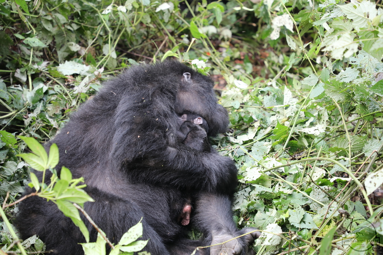 [651] 2019_06_26_15_27_28_Africa_Canon_EOS_5D_Mark_IV_IMG_0007439_00005.jpg