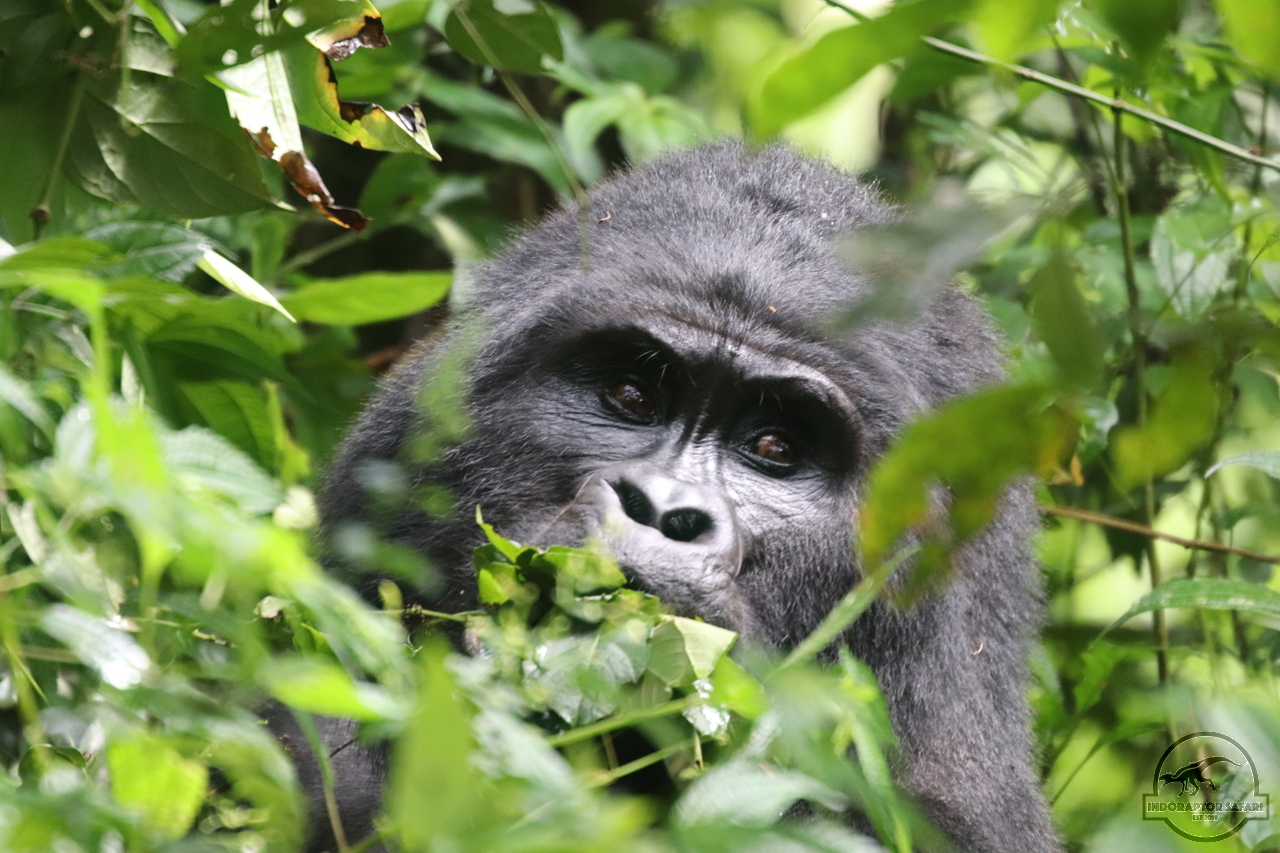 [663] 2019_06_27_10_09_42_Africa_Canon_EOS_77D_IMG_1632_00025.jpg