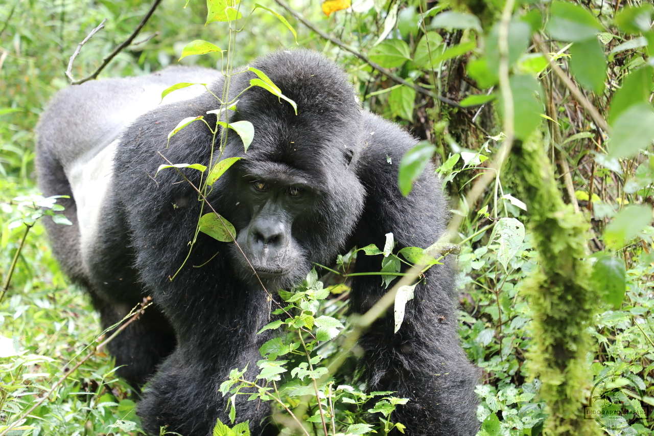 [668] 2019_06_27_14_46_28_Africa_Canon_EOS_5D_Mark_IV_IMG_0007753_00250.jpg