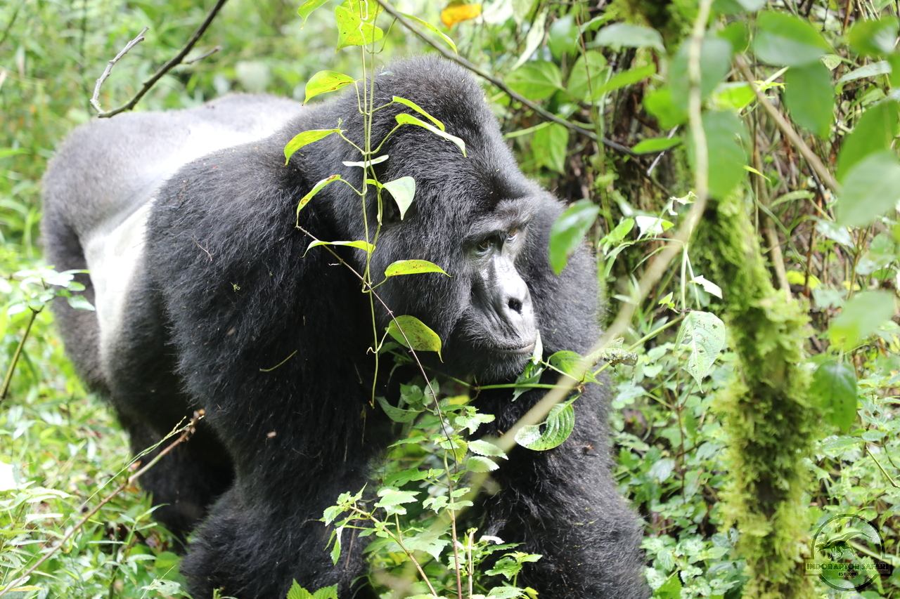 [670] 2019_06_27_14_46_31_Africa_Canon_EOS_5D_Mark_IV_IMG_0007758_00251.jpg