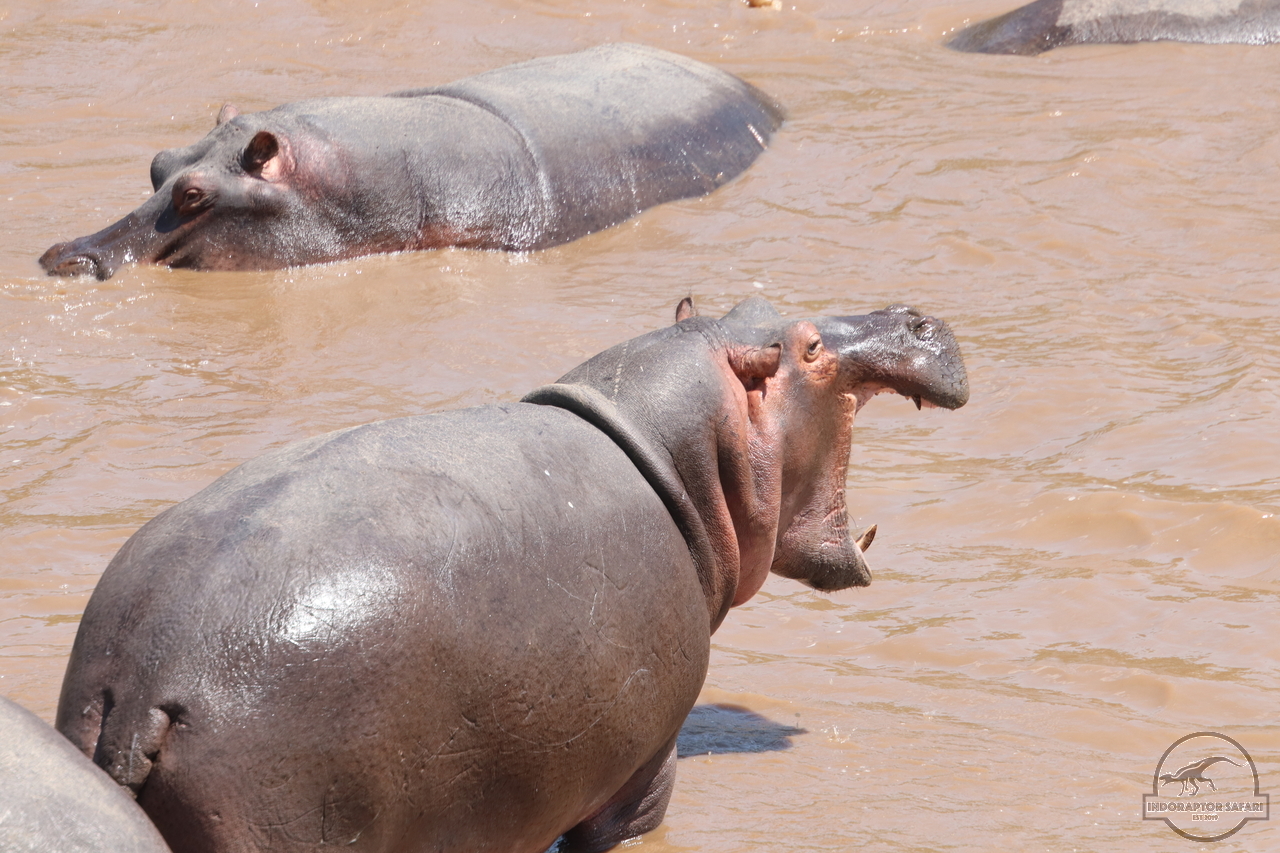 [680] 2019_07_01_11_23_14_Africa_Canon_EOS_77D_IMG_2631_00275.jpg