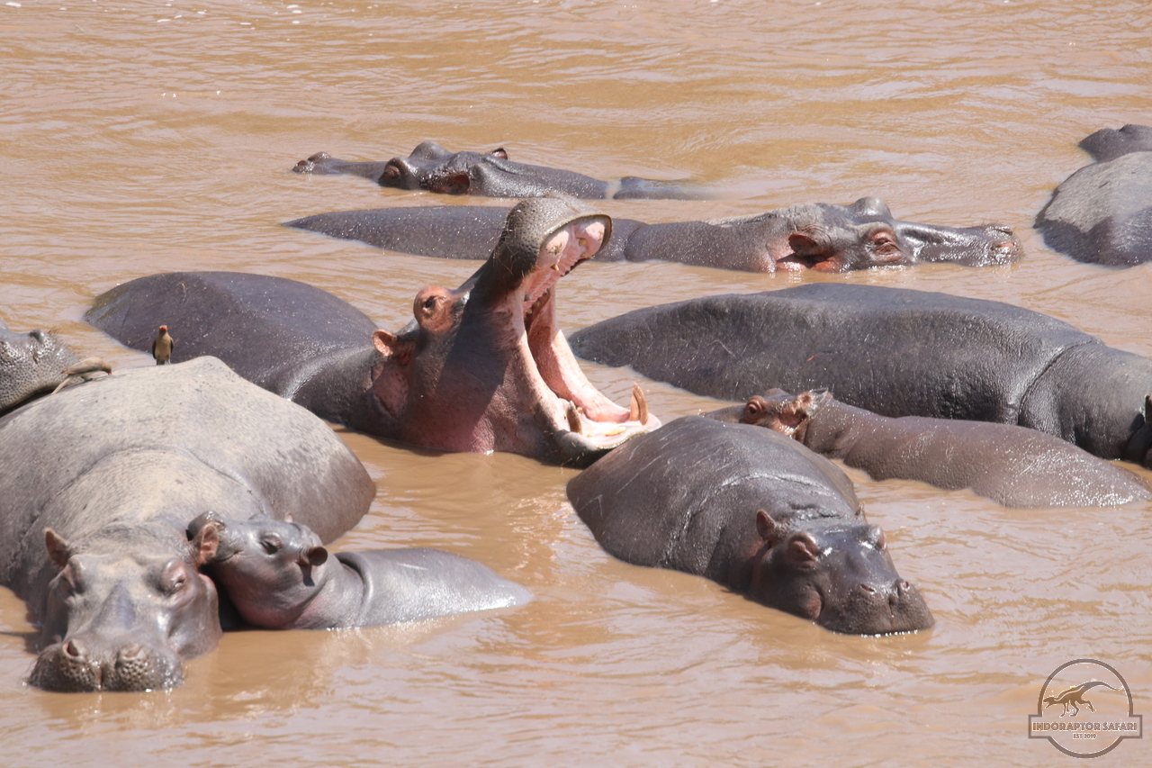 [681] 2019_07_01_11_36_39_Africa_Canon_EOS_77D_IMG_2663_00008.jpg