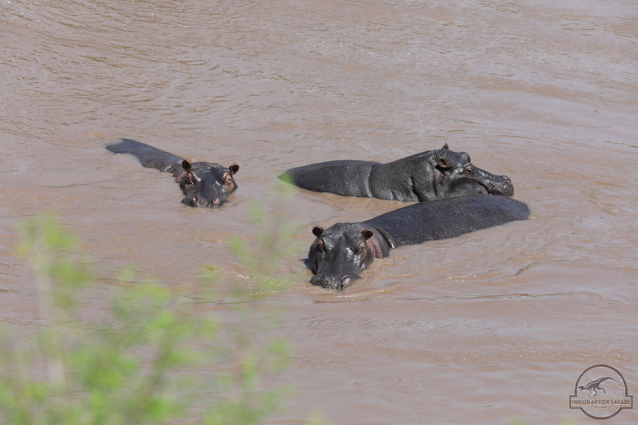[683] 2019_07_01_16_22_15_Africa_Canon_EOS_5D_Mark_IV_IMG_0011348_00003.jpg
