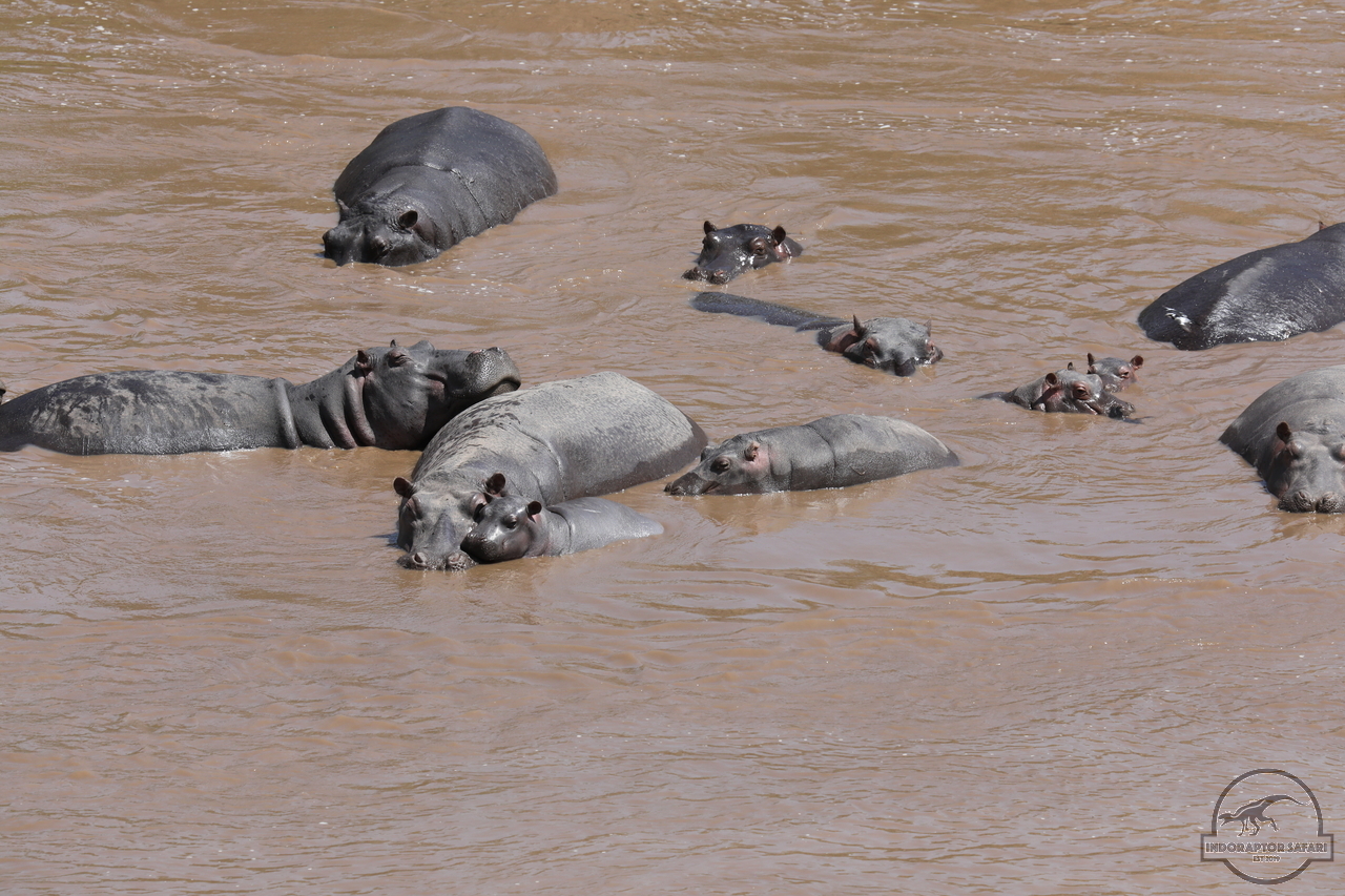 [687] 2019_07_01_16_30_37_Africa_Canon_EOS_5D_Mark_IV_IMG_0011477_00005.jpg