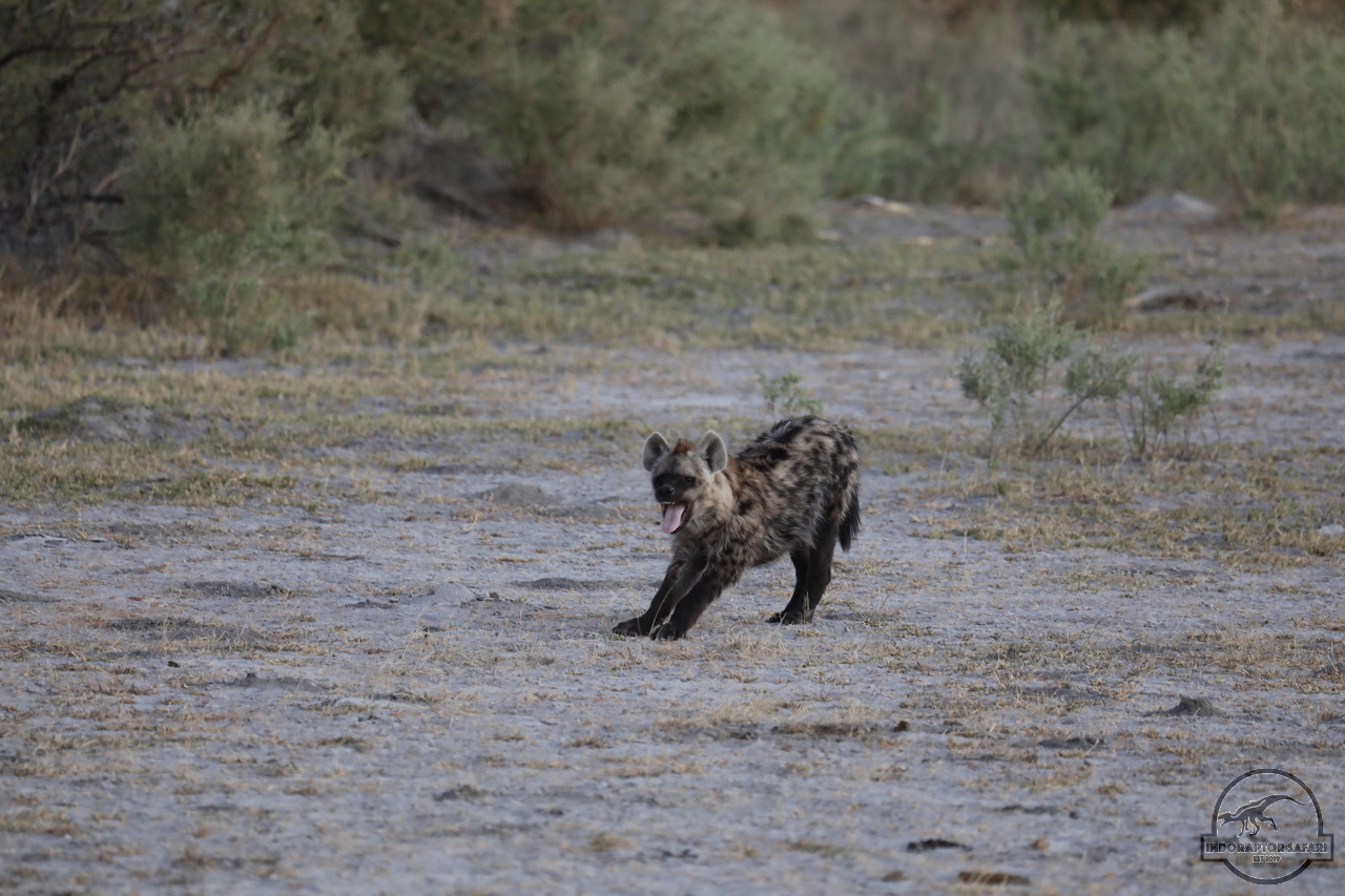 [1058] 2019_06_21_23_07_31_Africa_Canon_EOS_5D_Mark_IV_IMG_0004384_00461.jpg