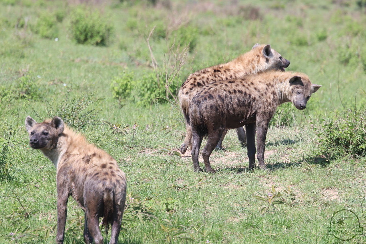 [1063] 2019_07_03_10_03_24_Africa_Canon_EOS_77D_IMG_3323_00011.jpg