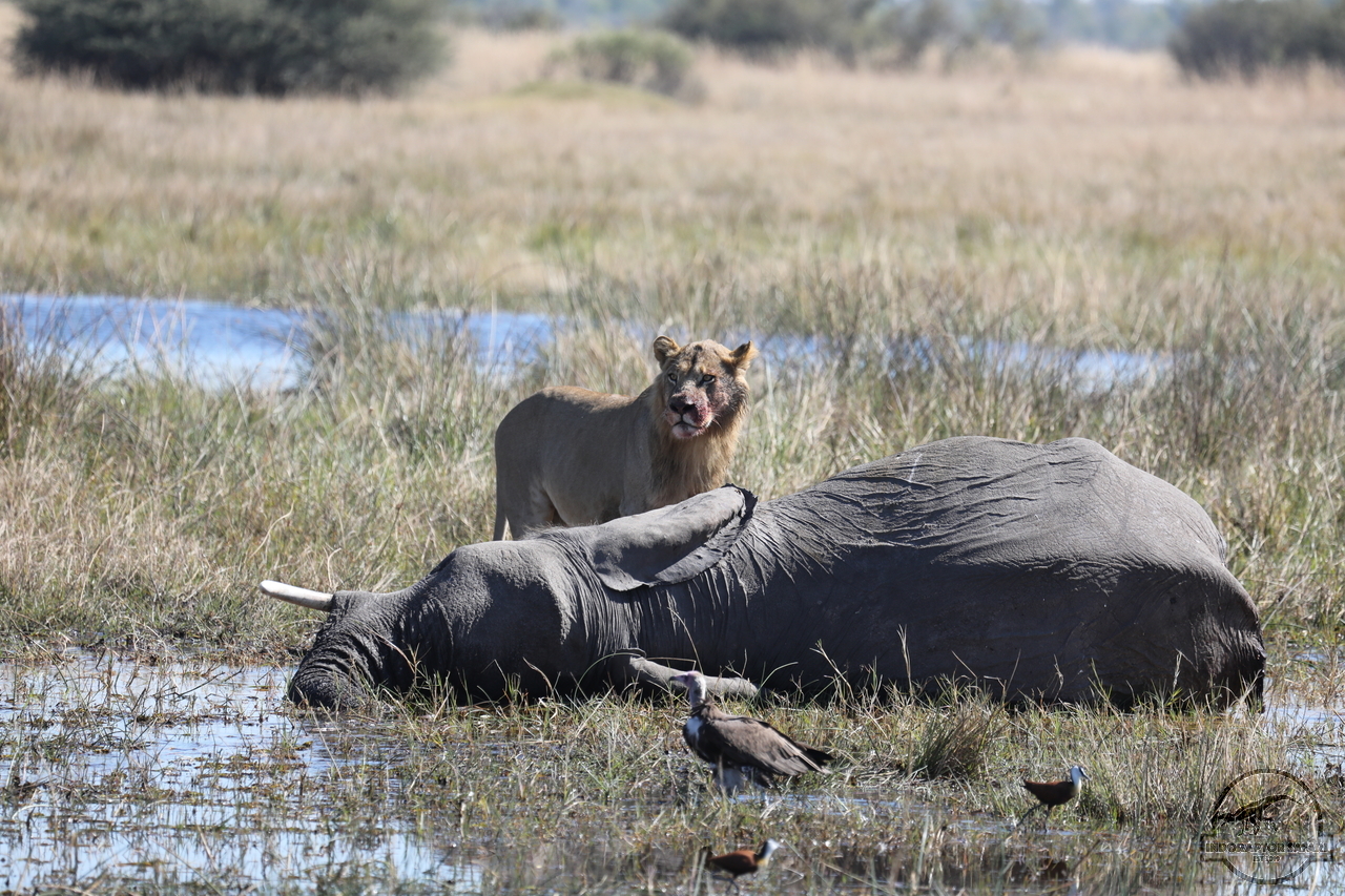 [1095] 2019_06_20_16_27_35_Africa_Canon_EOS_5D_Mark_IV_IMG_0001791_00013.jpg