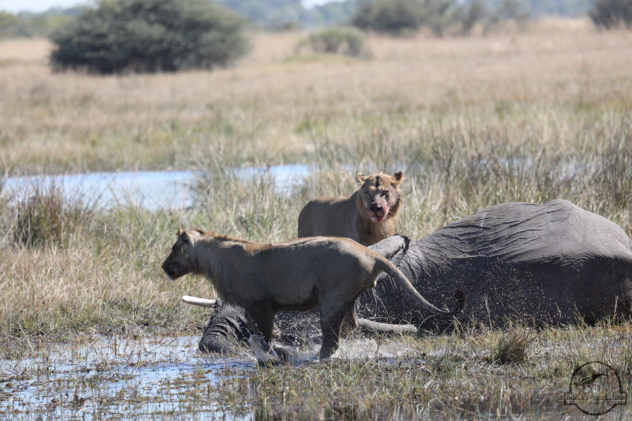 [1097] 2019_06_20_16_30_04_Africa_Canon_EOS_5D_Mark_IV_IMG_0001866_00014.jpg