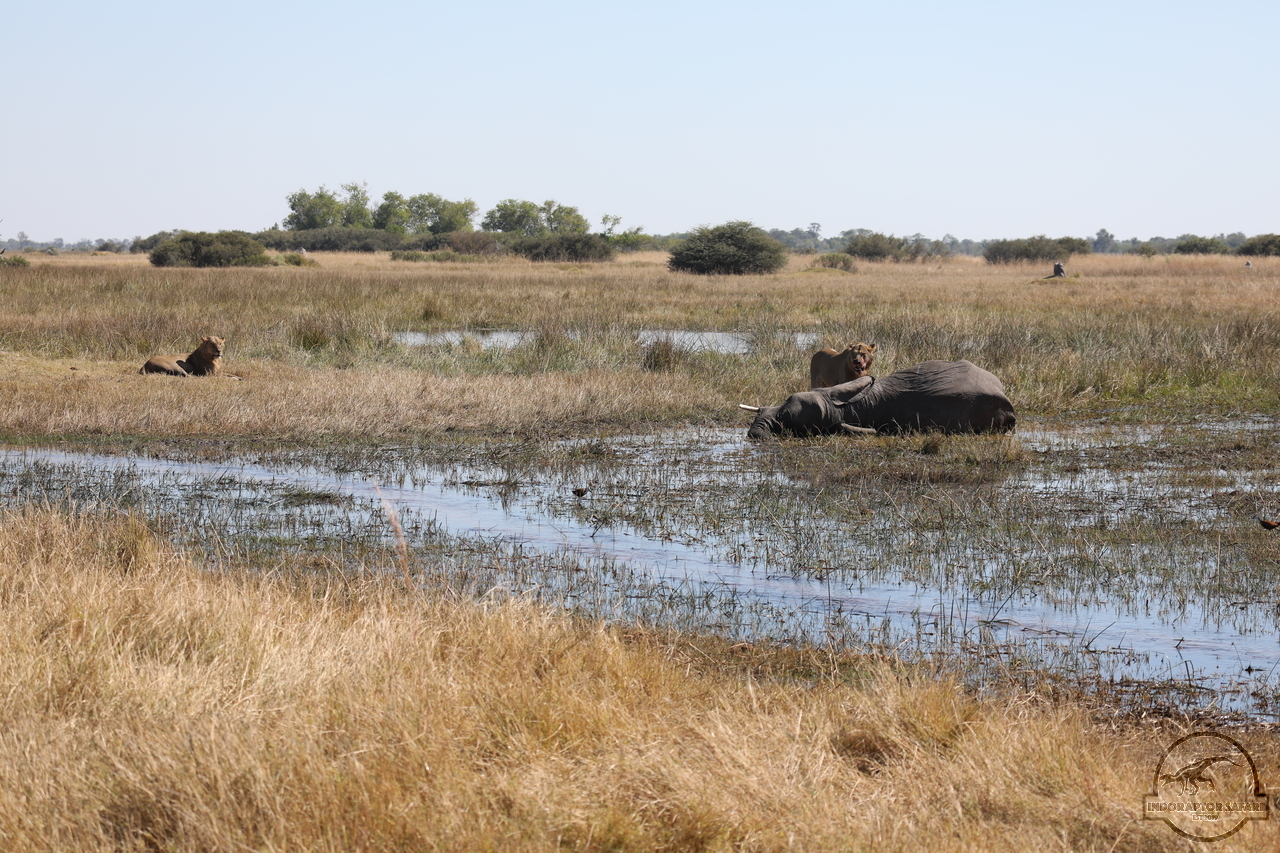 [1102] 2019_06_20_16_31_08_Africa_Canon_EOS_5D_Mark_IV_IMG_0001901_00483.jpg