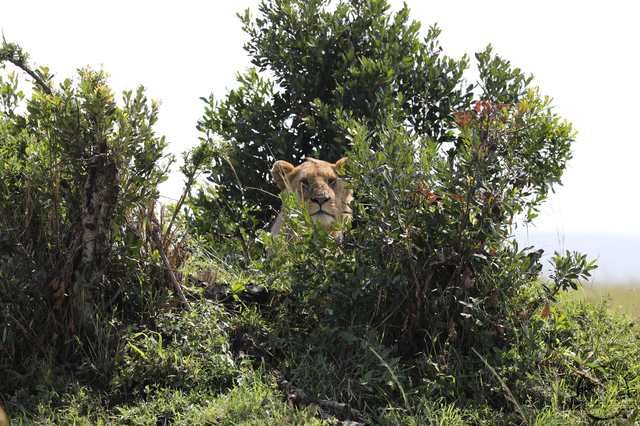 [1103] 2019_06_29_14_25_19_Africa_Canon_EOS_5D_Mark_IV_IMG_0004654_00017.jpg