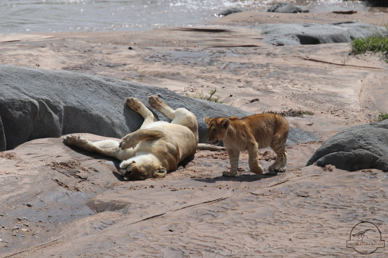 [1106] 2019_06_30_11_16_21_Africa_Canon_EOS_77D_IMG_2088_00497.jpg