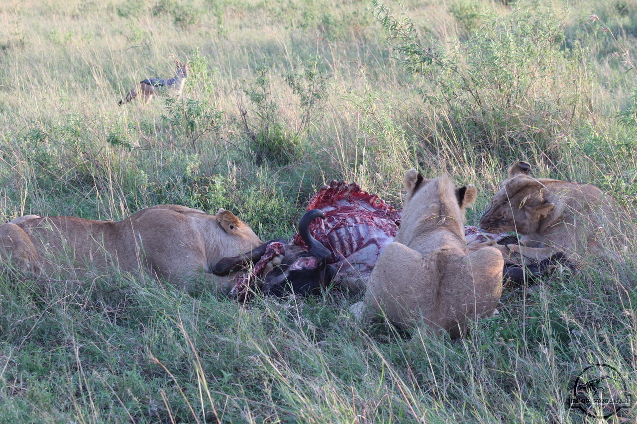 [1110] 2019_07_01_06_17_25_Africa_Canon_EOS_77D_IMG_2220_00498.jpg