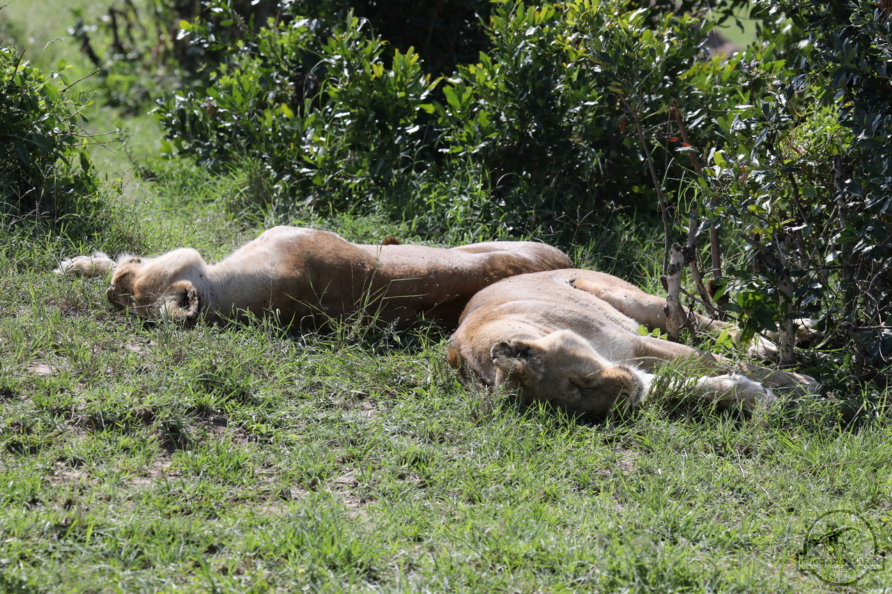 [1120] 2019_07_01_19_17_16_Africa_Canon_EOS_5D_Mark_IV_IMG_0011654_00490.jpg