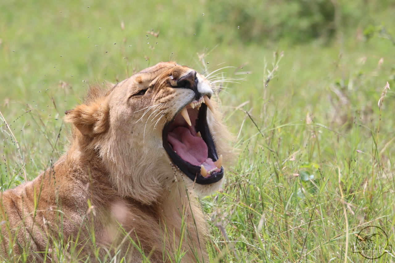 [1128] 2019_07_03_11_56_17_Africa_Canon_EOS_77D_IMG_3560_00500.jpg