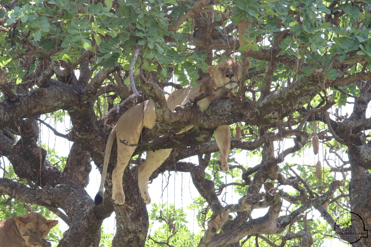 [1129] 2019_07_03_13_29_21_Africa_Canon_EOS_77D_IMG_3637_00034.jpg
