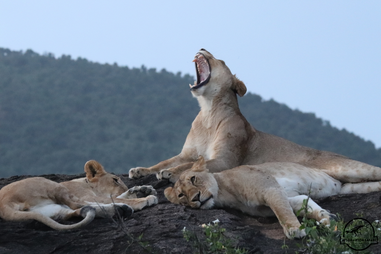 [1142] 2019_07_03_17_47_24_Africa_Canon_EOS_77D_IMG_3899_00507.jpg