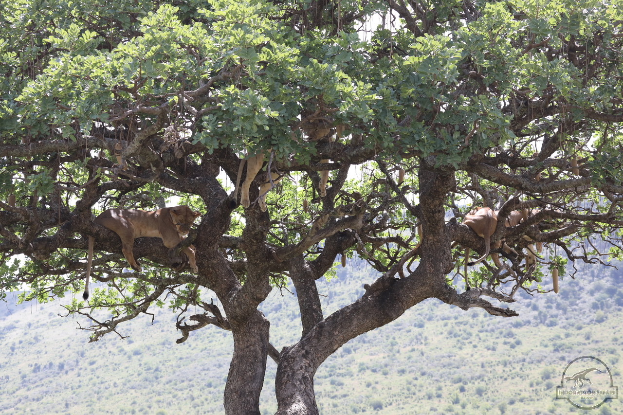 [1144] 2019_07_03_18_30_49_Africa_Canon_EOS_5D_Mark_IV_IMG_0014259_00492.jpg