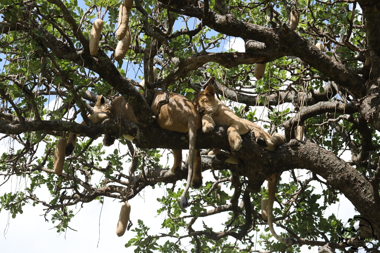 [1146] 2019_07_03_18_41_10_Africa_Canon_EOS_5D_Mark_IV_IMG_0014451_00493.jpg