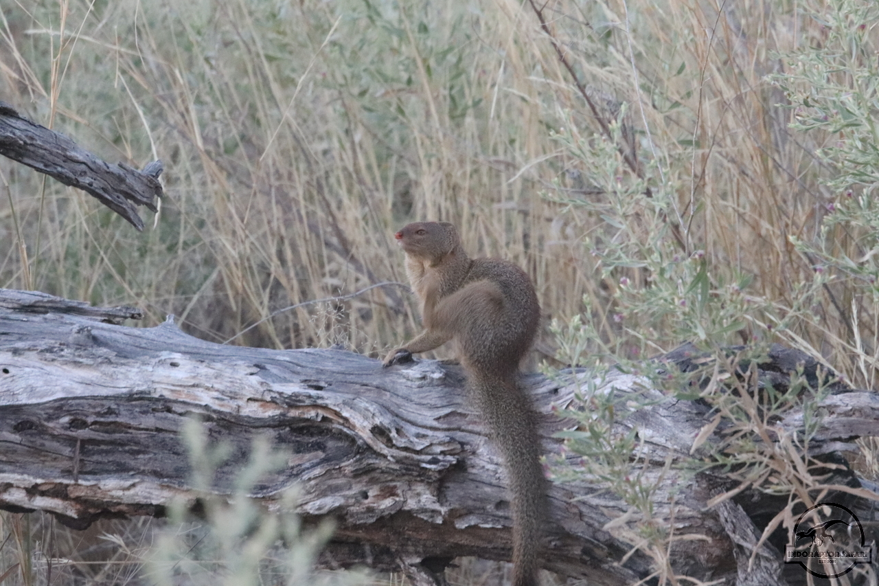 [1151] 2019_06_22_17_51_44_Africa_Canon_EOS_77D_IMG_1104_00001.jpg