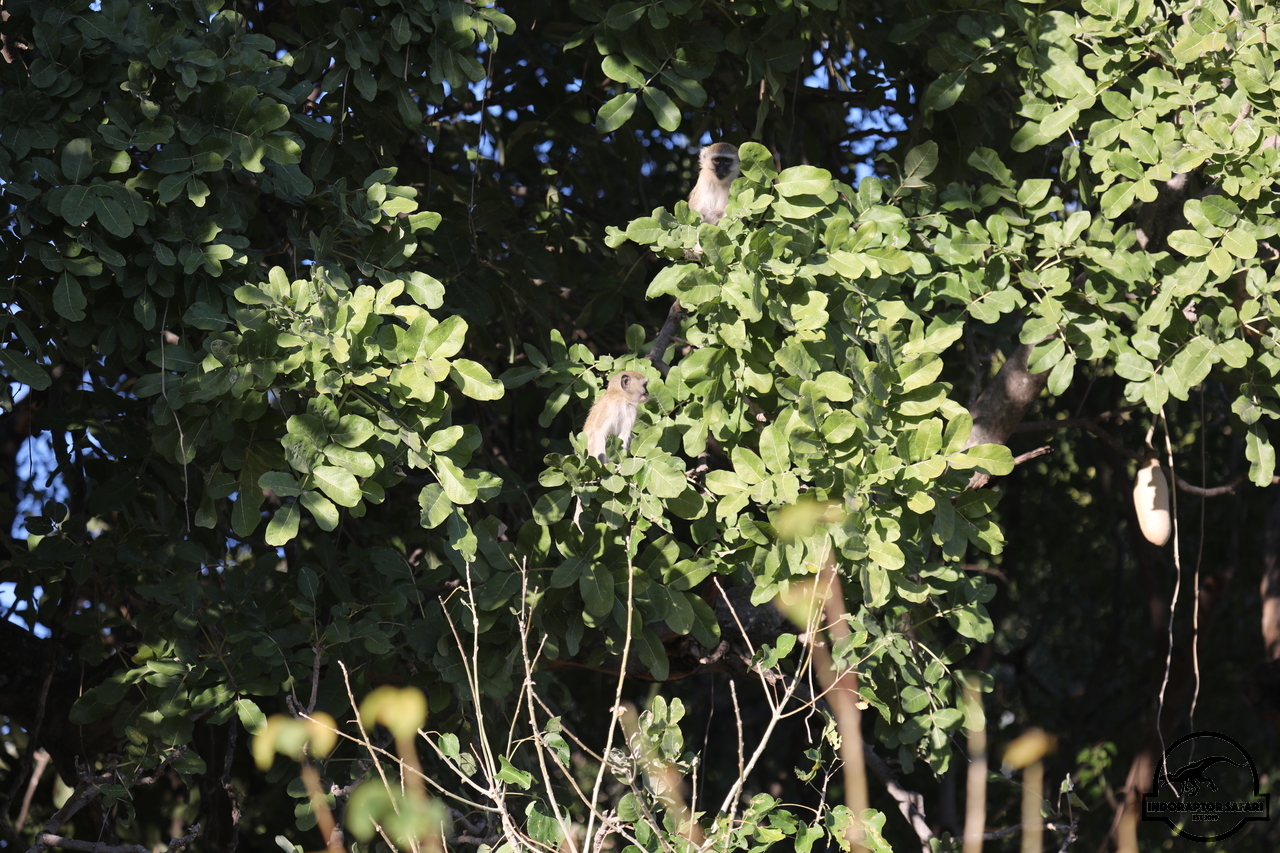 [1157] 2019_06_19_21_56_55_Africa_Canon_EOS_5D_Mark_IV_IMG_0000361_00001.jpg