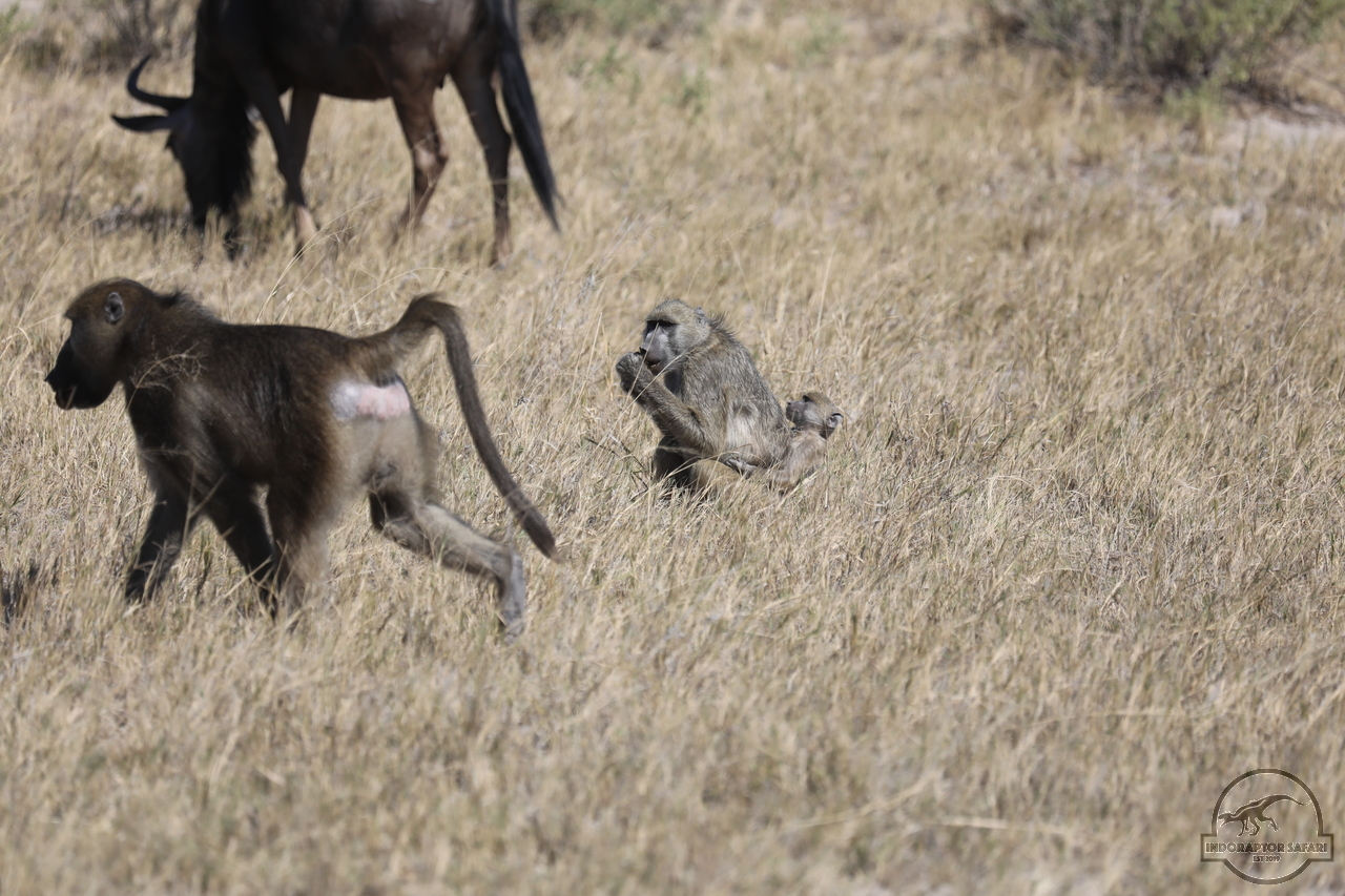 [1159] 2019_06_20_18_25_57_Africa_Canon_EOS_5D_Mark_IV_IMG_0002425_00002.jpg