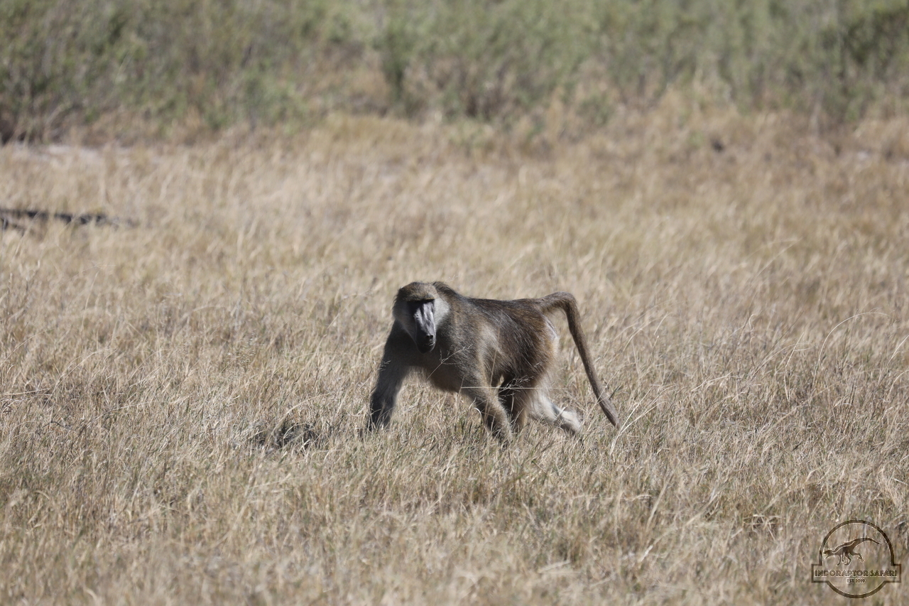 [1162] 2019_06_20_18_27_26_Africa_Canon_EOS_5D_Mark_IV_IMG_0002452_00513.jpg